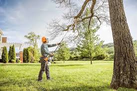Best Tree Health Inspection  in Choctaw Lake, OH