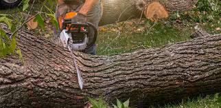 Best Utility Line Clearance  in Choctaw Lake, OH