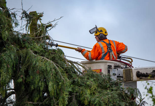 Best Tree Maintenance Programs  in Choctaw Lake, OH